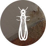 termite-services