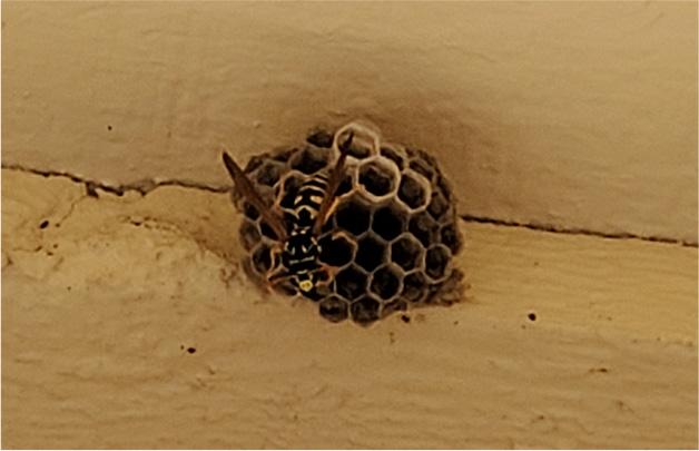 bee-wasps02
