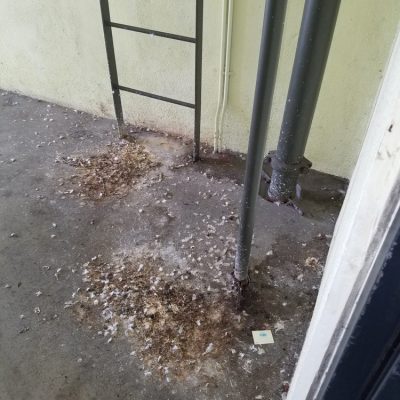 Pigeon droppings are a sanitation health hazard. Bird exclusion required with cleaning of the area.