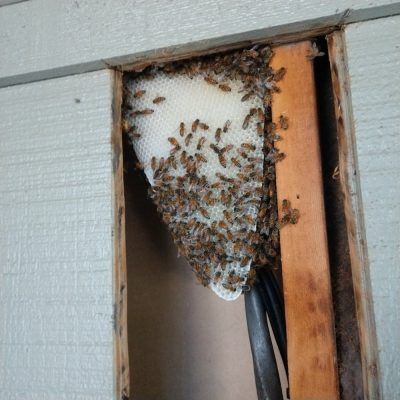 Pest Control - General Pests - Outdoor - Bee Hive removal and relocation. Bees 2 4of5.  