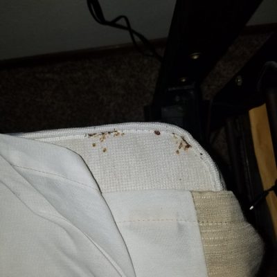 est Control - General Pests - Indoor Treatments - Bed Bugs like to hide in the folds of mattresses and box springs.