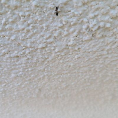 Clear up front Pricing for Pest Control - Carpenter Ants, Bed Bugs, Fleas, Spiders, Rodents, (Rats & Mice), Cockroaches & Termites.