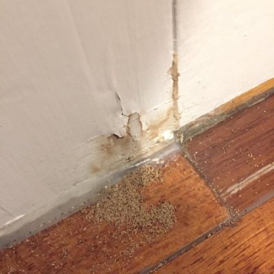 Fumigations or Local treatments for Drywood Termites, Beetles, Carpenter Ants or even Bed Bugs.