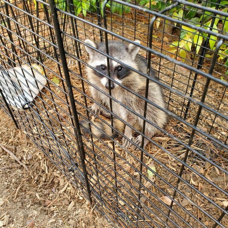 Pest Control - Live Animal Trapping - Raccoons, Possums & Skunks.